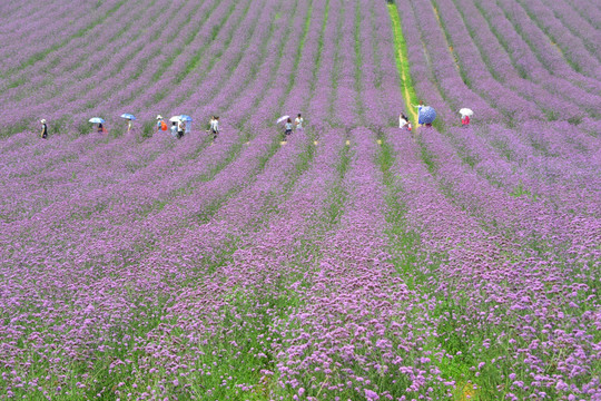 紫色花海 柳叶马鞭草花田