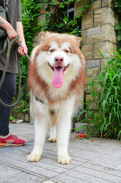 遛狗 阿拉斯加犬