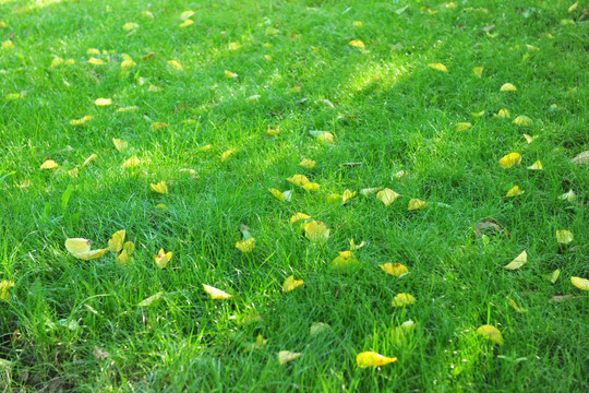 落叶  树叶 黄叶 草坪