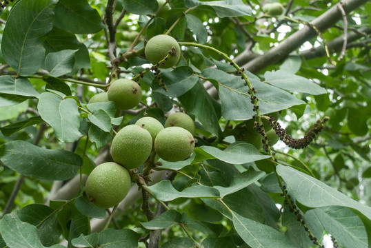 新疆核桃树