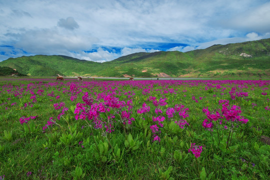 丽江花海子 野花遍地