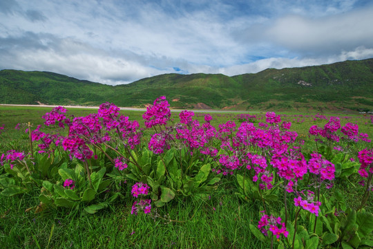 丽江花海子 野花遍地