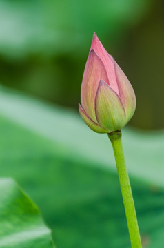 荷花花苞