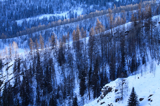 喀纳斯阿勒泰山区禾木雪景