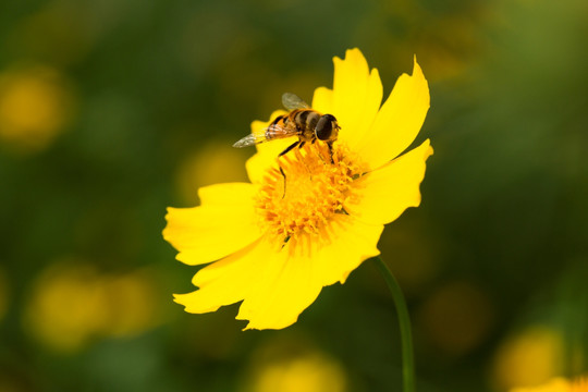 金鸡菊 金钱菊 蜜蜂采蜜 夏花