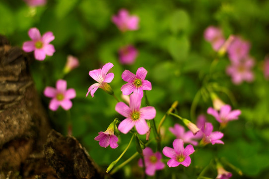 花簇