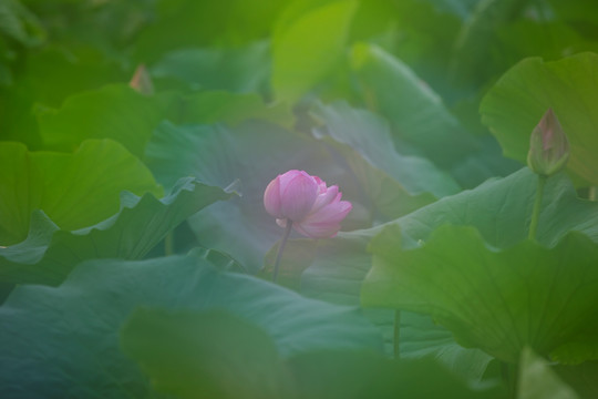 梦幻荷花