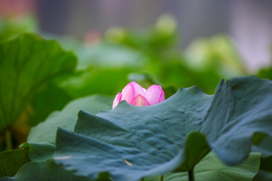 梦幻荷花