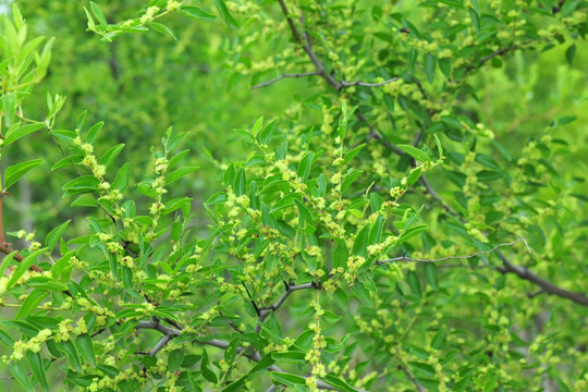 枣花 枣树