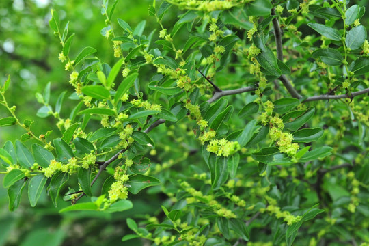 枣树花 枣树