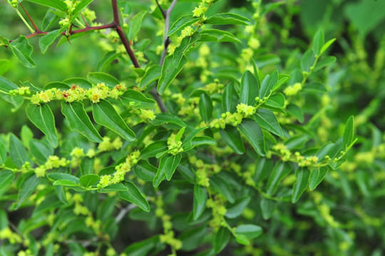 枣树花  山枣