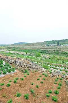 农田 田地 田野