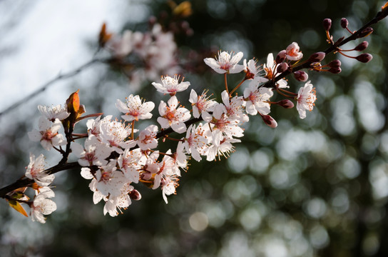 李花