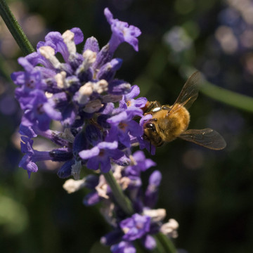 蜜蜂