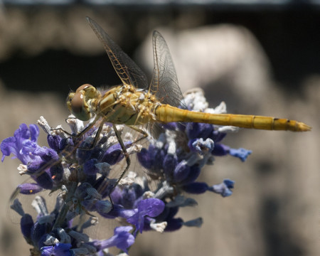 蜜蜂