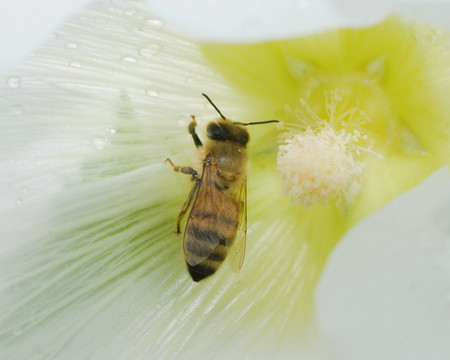 小蜜蜂