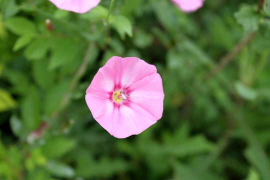 牵牛花 花 花卉 花朵 植物