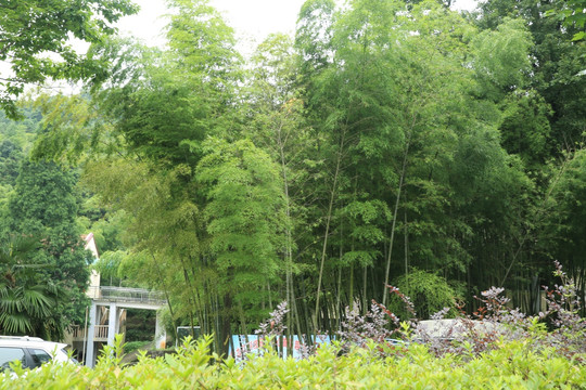 园林竹