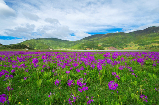 丽江花海