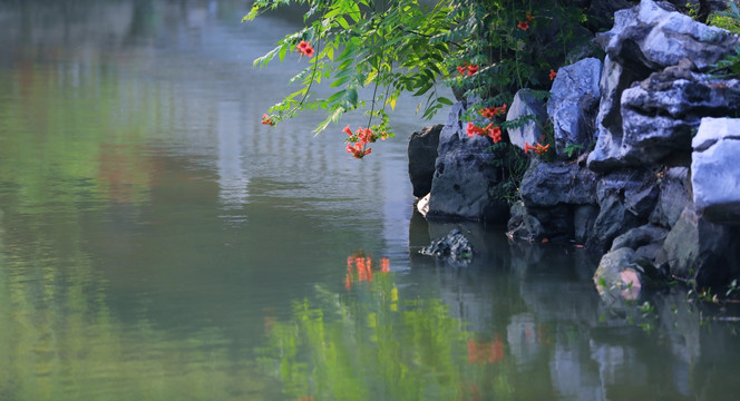 花照水