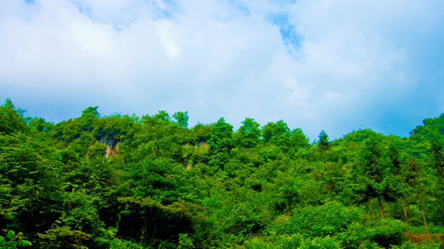 山林 青山