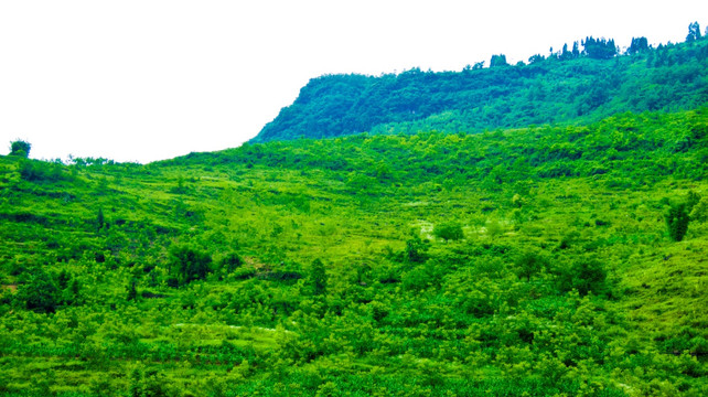 山地 山坡 原野