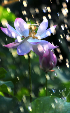 雨撒荷花