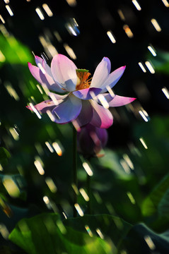 荷风细雨