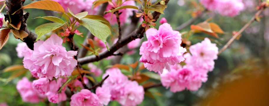 樱花  樱花树