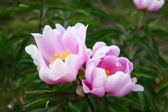 電腦水彩畫 芍藥花
