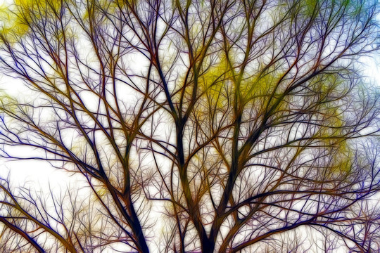 抽象树枝