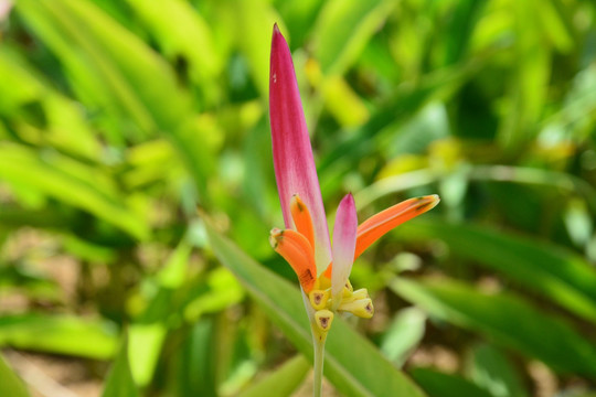 花朵静物