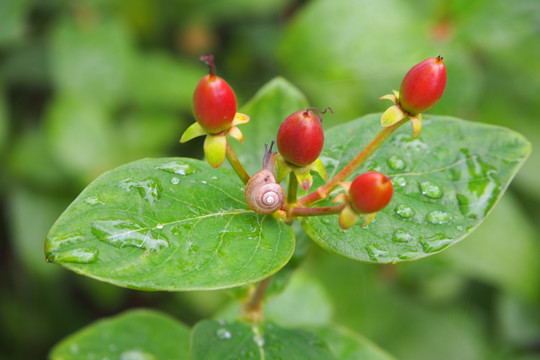 雨中的小蜗牛