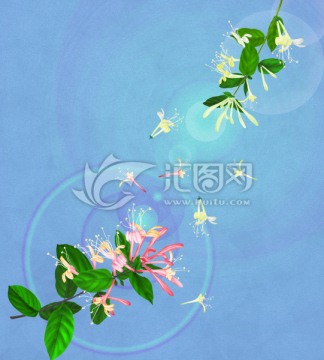 金銀花