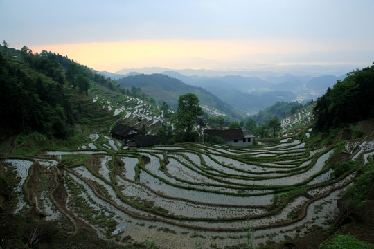 梯田 田园