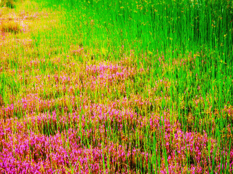 水生植物背景