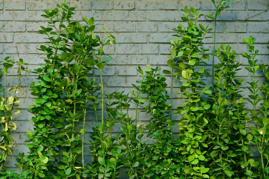 绿色植物白砖墙