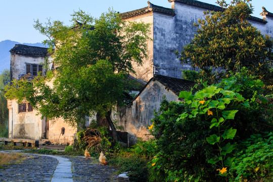 乡村黄昏场景