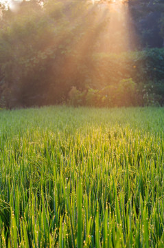 阳光照耀下的稻田