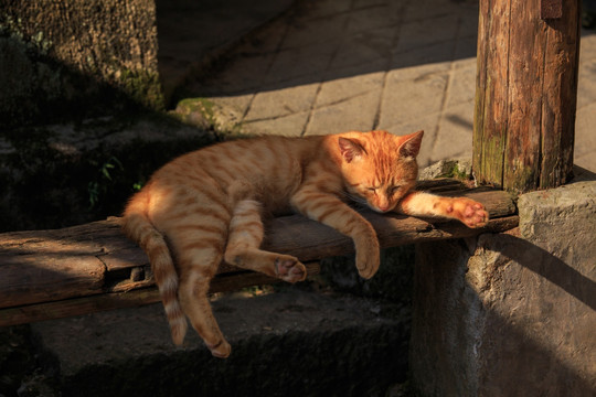 慵懒的猫