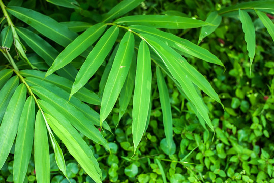 砂仁 药用植物