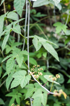 白粉藤 中药 药材 药用植物