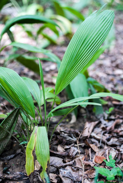 大叶仙茅 野棕 船仔草 中药