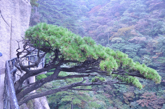 悬崖边的松树