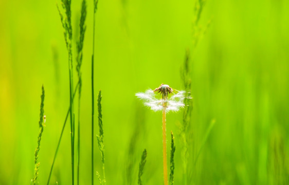 绿色背景的蒲公英