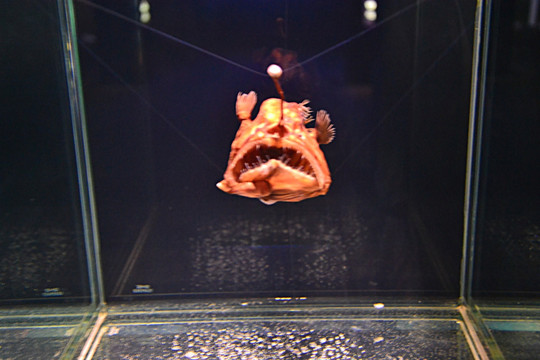 海洋生物標本