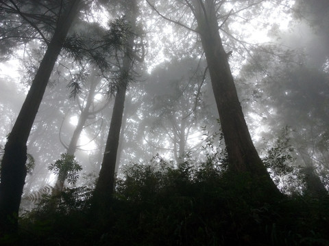 晨光 丛林 素材 风景 森林