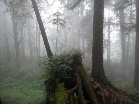 晨光 丛林 素材 风景 森林