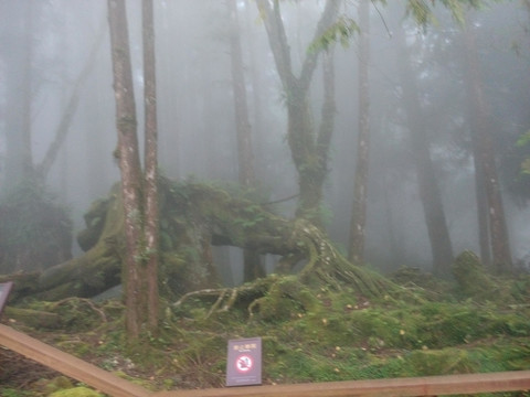 晨光 丛林 素材 风景 森林