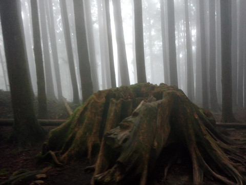 晨光 丛林 素材 风景 森林